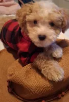 Little Osito, a male Maltipoo for sale in Jefferson City, MO – 2 of 8