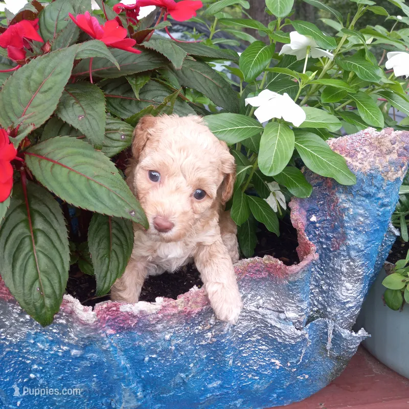 Andrea – Maltipoo puppy for sale in Jefferson City, MO