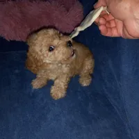 Julio 2, a male Maltipoo for sale in Jefferson City, MO – 4 of 7