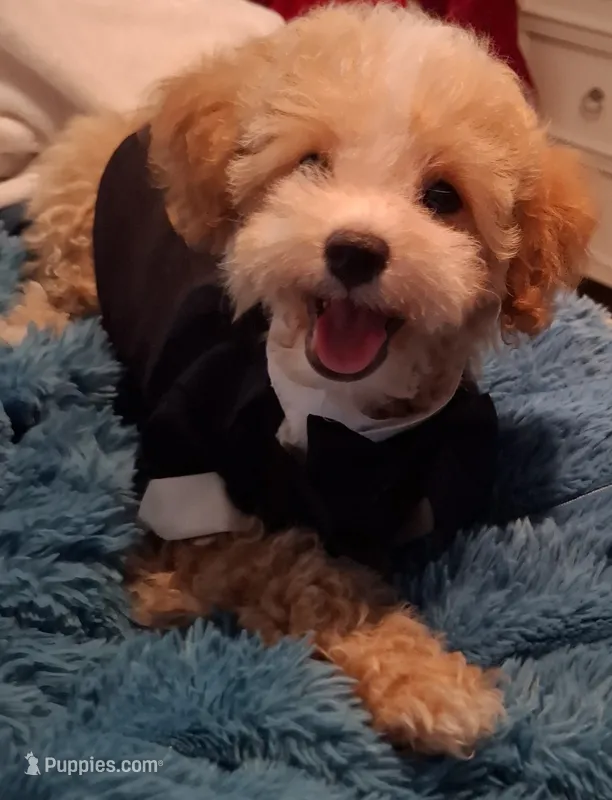 Little Osito – Maltipoo puppy for sale in Jefferson City, MO