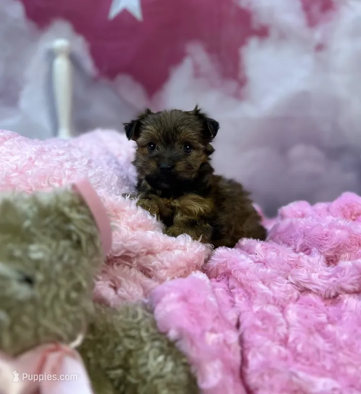 Violet's Little light pink – Yorkshire Terrier puppy for sale in Hardeeville, SC