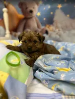 Violet's Little light Green, a male Yorkshire Terrier for sale in Hardeeville, SC – 1 of 1