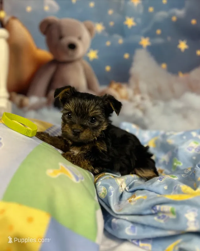 Violet's Little Neon Green – Yorkshire Terrier puppy for sale in Hardeeville, SC