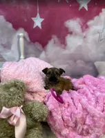 Violet's Little Fuchsia, a female Yorkshire Terrier for sale in Hardeeville, SC – 2 of 3