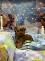 Remi's Green, a male Yorkshire Terrier for sale in Hardeeville, SC – 1 of 1