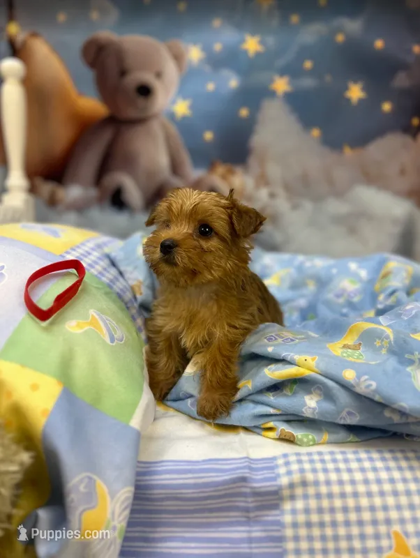 Kitty's little Red – Yorkshire Terrier puppy for sale in Hardeeville, SC