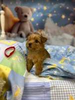 Kitty's little Red, a male Yorkshire Terrier for sale in Hardeeville, SC – 1 of 1