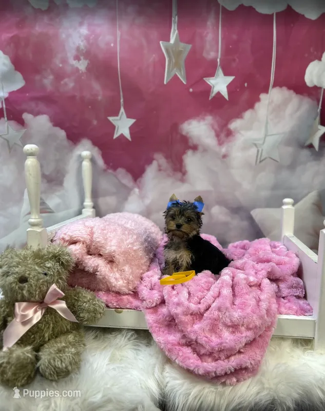 Lizzy's Little Yellow – Yorkshire Terrier puppy for sale in Hardeeville, SC
