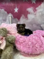 Remi's Little Purple, a female Yorkshire Terrier for sale in Hardeeville, SC – 1 of 1