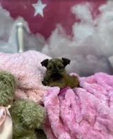 Violet's Little Fuchsia, a female Yorkshire Terrier for sale in Hardeeville, SC – 1 of 3