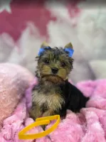 Lizzy's Little Yellow, a female Yorkshire Terrier for sale in Hardeeville, SC – 3 of 4