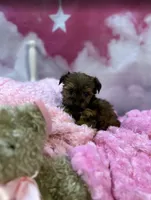 Violet's Little light pink, a female Yorkshire Terrier for sale in Hardeeville, SC – 2 of 5