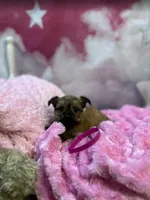 Violet's Little Fuchsia, a female Yorkshire Terrier for sale in Hardeeville, SC – 3 of 3