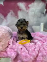 Lizzy's Little Yellow, a female Yorkshire Terrier for sale in Hardeeville, SC – 2 of 4