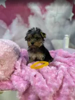 Lizzy's Little Yellow, a female Yorkshire Terrier for sale in Hardeeville, SC – 4 of 4