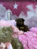 Violet's Little light pink, a female Yorkshire Terrier for sale in Hardeeville, SC – 3 of 5