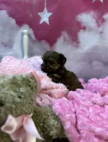 Violet's Little light pink, a female Yorkshire Terrier for sale in Hardeeville, SC – 5 of 5