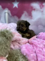 Violet's Little light pink, a female Yorkshire Terrier for sale in Hardeeville, SC – 4 of 5