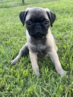 Trudy’s boy, a male Pug for sale in Whitesboro, TX – 3 of 3