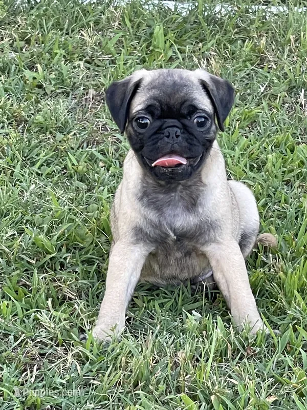 Trudy’s boy – Pug puppy for sale in Whitesboro, TX