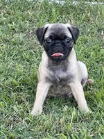 Trudy’s boy, a male Pug for sale in Whitesboro, TX – 1 of 3