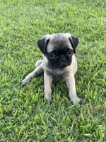 Trudy’s boy, a male Pug for sale in Whitesboro, TX – 2 of 3