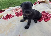 Tyler, a male Standard Schnauzer for sale in Toccoa, GA – 2 of 7