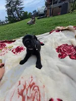 Sylvia., a female Standard Schnauzer for sale in Toccoa, GA – 3 of 6