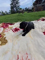 Sylvia., a female Standard Schnauzer for sale in Toccoa, GA – 5 of 6