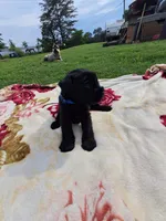 Jasmine, a female Standard Schnauzer for sale in Toccoa, GA – 6 of 7