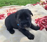Bear, a male Standard Schnauzer for sale in Toccoa, GA – 2 of 7