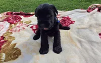 Jasmine, a female Standard Schnauzer for sale in Toccoa, GA – 4 of 7