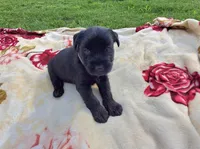 Sylvia., a female Standard Schnauzer for sale in Toccoa, GA – 4 of 6