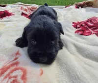 Jasmine, a female Standard Schnauzer for sale in Toccoa, GA – 2 of 7