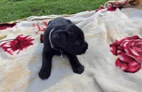 Sylvia., a female Standard Schnauzer for sale in Toccoa, GA – 6 of 6