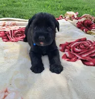 Bear, a male Standard Schnauzer for sale in Toccoa, GA – 1 of 7