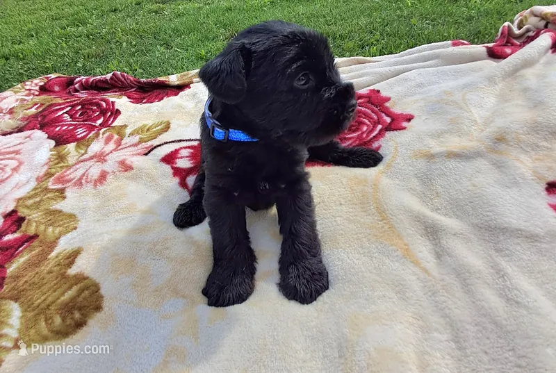 Jasmine – Standard Schnauzer puppy for sale in Toccoa, GA