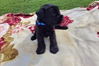 Jasmine, a female Standard Schnauzer for sale in Toccoa, GA – 1 of 7