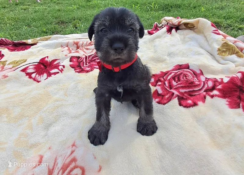 Tyler – Standard Schnauzer puppy for sale in Toccoa, GA
