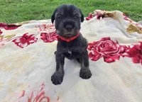 Tyler, a male Standard Schnauzer for sale in Toccoa, GA – 1 of 7