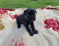 Sylvia., a female Standard Schnauzer for sale in Toccoa, GA – 2 of 6