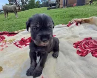 Tyler, a male Standard Schnauzer for sale in Toccoa, GA – 5 of 7