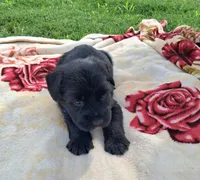 Bear, a male Standard Schnauzer for sale in Toccoa, GA – 5 of 7