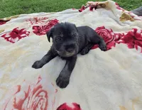 Tyler, a male Standard Schnauzer for sale in Toccoa, GA – 4 of 7