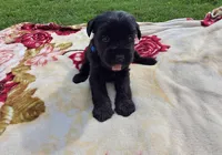 Jasmine, a female Standard Schnauzer for sale in Toccoa, GA – 5 of 7