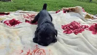 Jasmine, a female Standard Schnauzer for sale in Toccoa, GA – 3 of 7