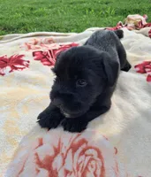 Bear, a male Standard Schnauzer for sale in Toccoa, GA – 7 of 7