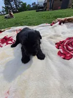 Jasmine, a female Standard Schnauzer for sale in Toccoa, GA – 7 of 7