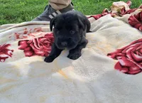 Bear, a male Standard Schnauzer for sale in Toccoa, GA – 3 of 7