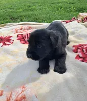 Bear, a male Standard Schnauzer for sale in Toccoa, GA – 4 of 7